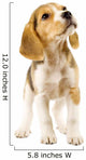 Curious Beagle Puppy Wall Decal