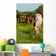 Horses