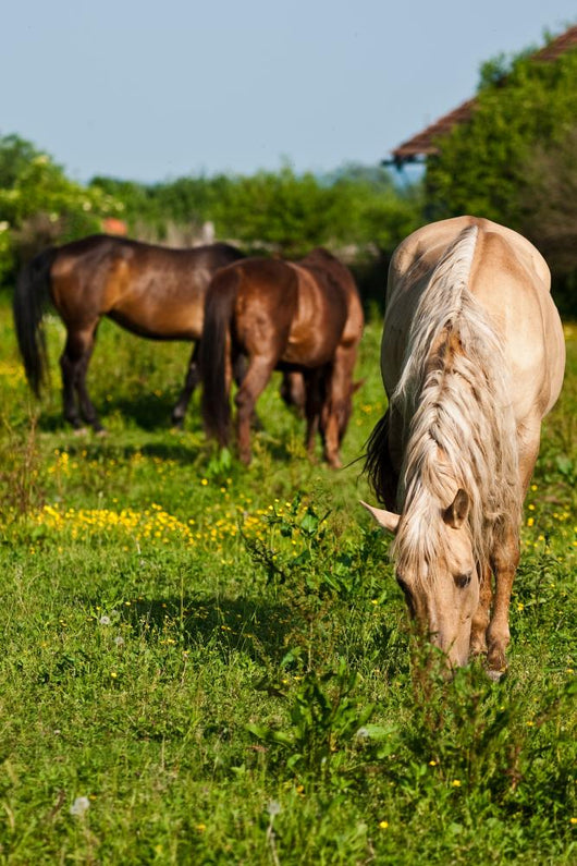 Horses