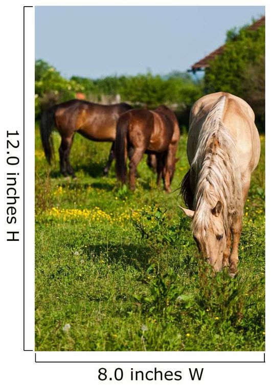 Horses