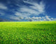 Infinite Meadow Wall Decal