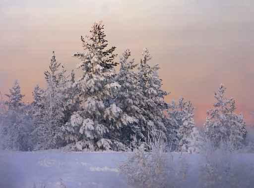 Fir-tree Wall Decal