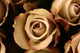 Roses Flower Closeup Wall Decal