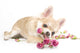 Amusing Chihuahua Puppy With Roses Wall Decal