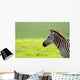 Zebra Wall Mural