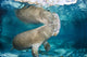 USA, Florida, Endangered Manatee Wall Mural