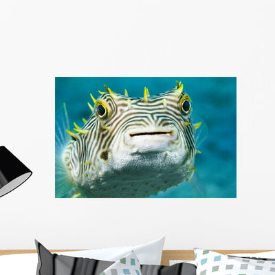 Closeup Underwater Photo Burrfish Wall Mural shown on a wall