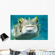 Closeup Underwater Photo of Burrfish Wall Mural