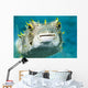 Closeup Underwater Photo of Burrfish Wall Mural