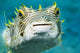 Closeup Underwater Photo of Burrfish Wall Mural