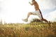 Hawaii, Oahu, Atheltic Male Jogging On An Outdoor Field Walkway Path Wall Mural
