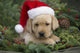 Labrador Retriever Puppy With Santa Hat In A Christmas Wreath Wall Mural
