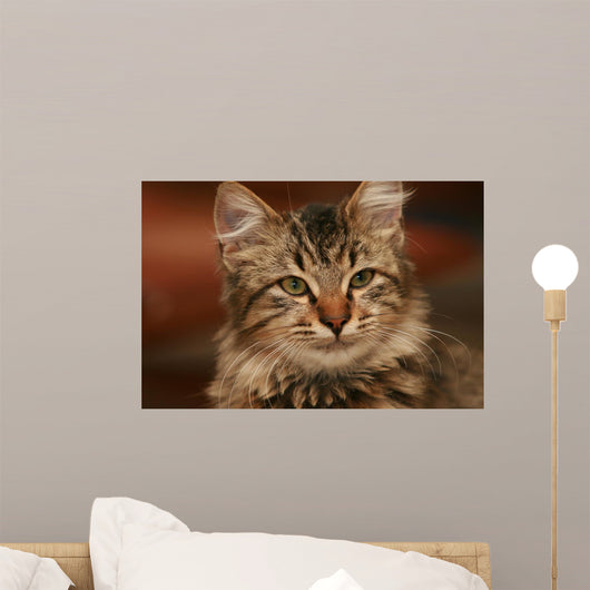 Cute Little Cat Wall Mural