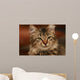 Cute Little Cat Wall Mural