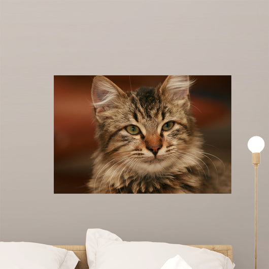 Cute Little Cat Wall Mural