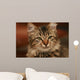 Cute Little Cat Wall Mural