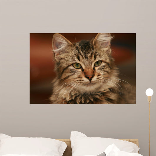 Cute Little Cat Wall Mural