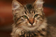 Cute Little Cat Wall Mural