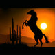horse silhouette a Wall Mural