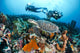 Indonesia, Divers Photographing A Hawksbill Turtle On A Reef Wall Mural
