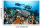 Indonesia, Divers Photographing A Hawksbill Turtle On A Reef Wall Mural