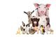 Cute Baby Farm Animals Wall Decal