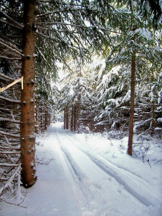 Snowmobile Trail3 Wall Mural