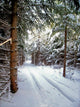 Snowmobile Trail3 Wall Mural