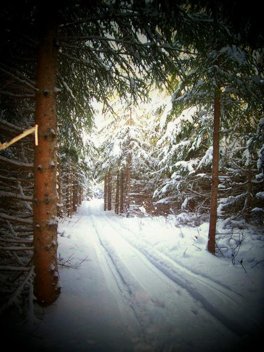 Snowmobile Trail4 Wall Mural