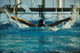 swimmer Wall Mural