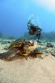 USA, Diver Gets Close-Up View Of Green Sea Turtle Wall Mural
