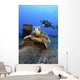 Diver Views Green Sea Turtle On Wreck Of Yo-257 Wall Mural