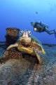 Diver Views Green Sea Turtle On Wreck Of Yo-257 Wall Mural