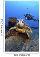 Diver Views Green Sea Turtle On Wreck Of Yo-257 Wall Mural