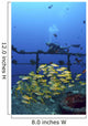 Diver And Schooling Blue Striped Snapper On Wreck Of Sea Tiger Wall Mural