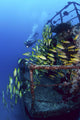 Diver And Schooling Blue Striped Snapper On Wreck Of Sea Tiger Wall Mural