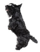 Scottish Terrier Wall Decal