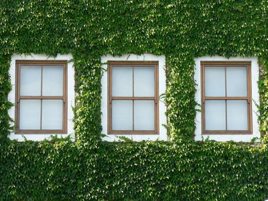 Windows and Ivy Wall Mural