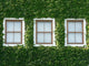 Windows and Ivy Wall Mural
