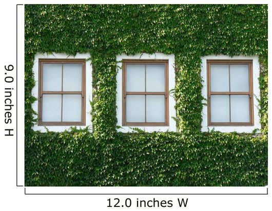 Windows and Ivy Wall Mural