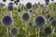Wildflowers With Purple Heads Wall Mural