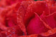 Red Rose Petals With Dew Drops Wall Mural