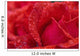 Red Rose Petals With Dew Drops Wall Mural