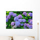 Hydrangea