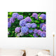Hydrangea