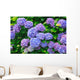 Hydrangea