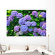Hydrangea