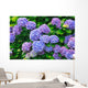 Hydrangea