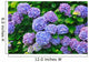 Hydrangea