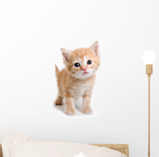 Kitten White